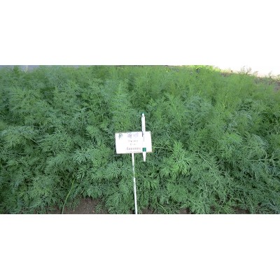 Семена укропа Аннет 100 гр., Agri-Saaten